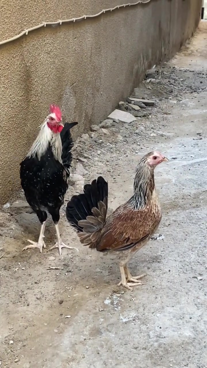 متاح زوج شوكيات عله وجه بياض سعرهن 35 
ملقحات زيتي رباعي 
متاخ ديج شمسي سعره 15 قفل 
مكاني قضاء المدينه قرب فلكه الشهداء


**إذا كنت صاحب هذا الإعلان وتريد حذفه لأي سبب، رجاءا أرسل رسالة إلى الدعم الفني**