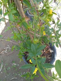 ياسمين اصفر ب٢٥٠٠ مورد التوصيل داخل بغداد فقط  للطلب٠٧٧٣٢٨٧٦٠٠٤ واتساب