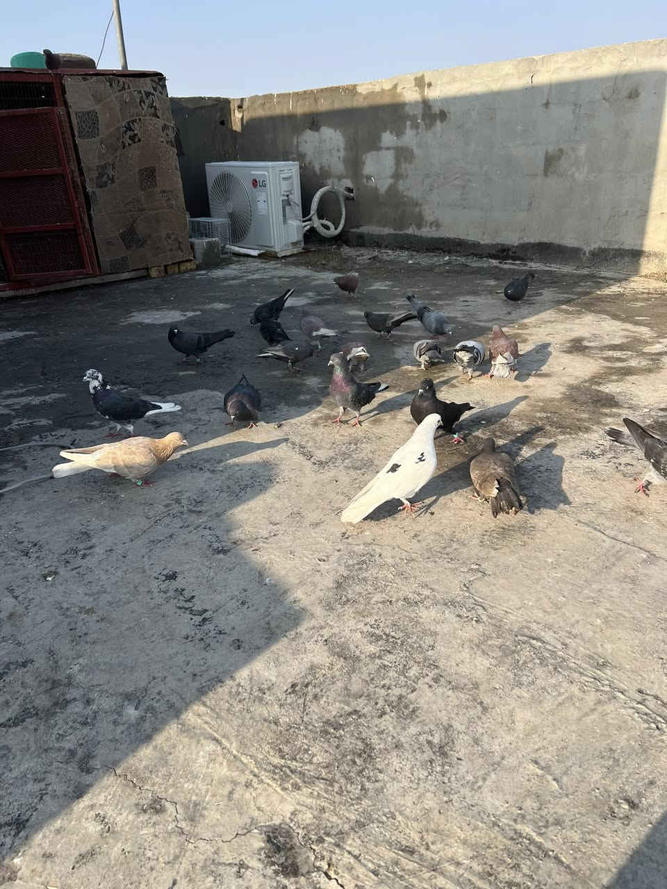 سلام عليكم متاح برج كامل تعزيلها وحمام كلها زين تريد مشروط تريد هيج تك ب15قفل وهاذ رقمي ***********
