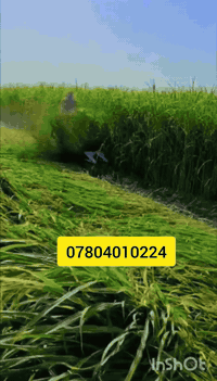 للبيع بذور بونيكام اسباني 🌾🌾
علف حيواني 🐑
1....نسبه البروتين (25٪) 

2... اكثر نبات مفيد للحيوانات يسمن ويكثر الحليب 🐐🐑

3... ناجح الزراعه في العراق ويتحمل الارض المالحه ويزرع في كل اوقات الصيف  🌿
4... يبقى في الارض من 5 سنوات الى 7سنوات
5... دائم الخضار يصل  من متر ونص الى مترين 
6... طريقه الزراعه ينطش طش يعني نثار 🌱

7... للدونم 8 كيلو بذور بونيكام 

8... سعر الكيلو( 10)الف سعره رخيص جداا نسبه الى انتاجه وفائته 

9... موعد زراعته من بدايه شهر 3 الى نهايه شهر12 

(للحجز عنوانك ورقم الهاتف والكميه لي رايدها )

(يوجد توصيل لجميع المحافظات العراقيه)

👇👇👇👇👇👇👇👇👇👇👇👇
رقم الهاتف مع واتساب

***********     مع واتساب
‏‪***********‬‏
