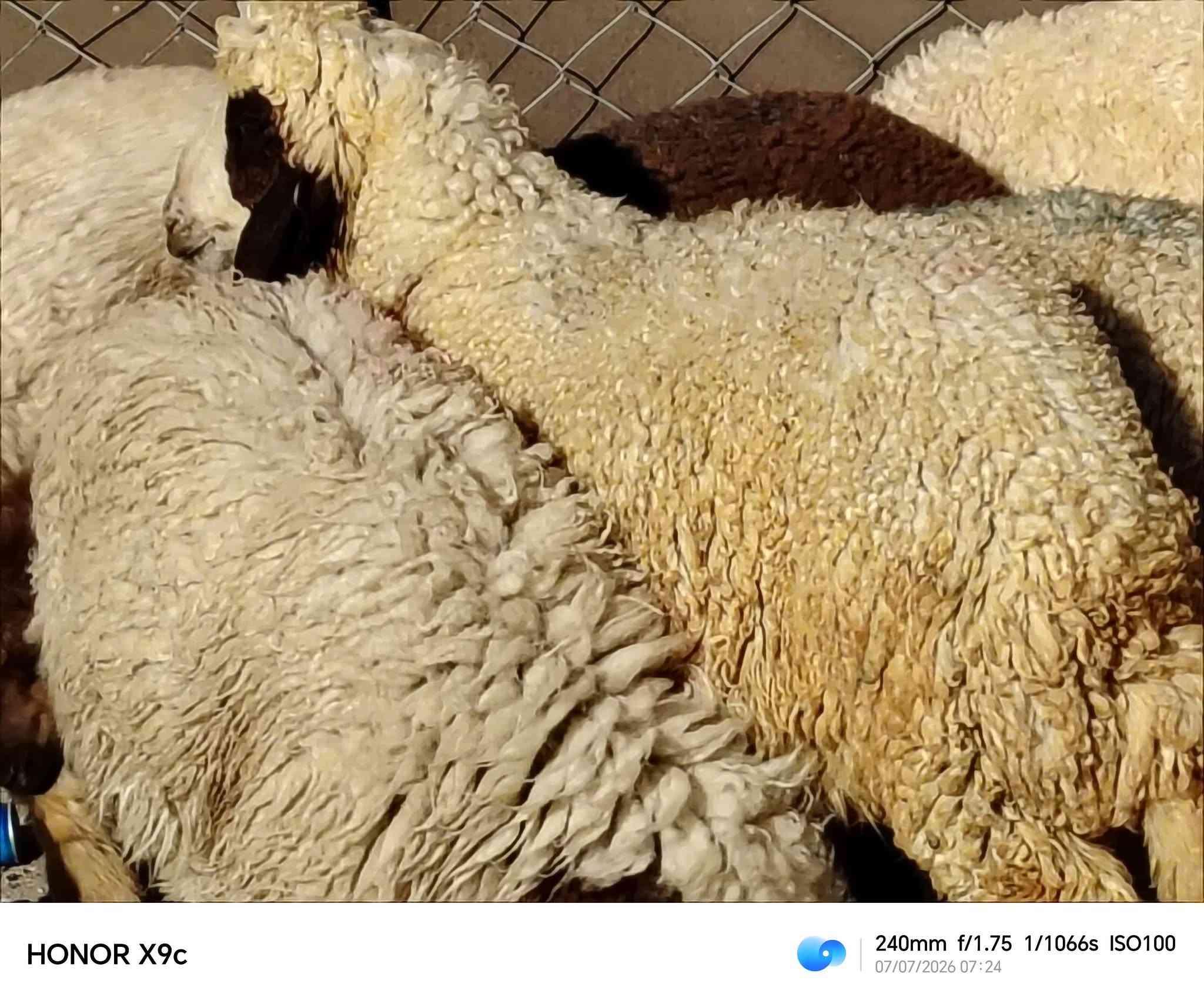 ياالله 
طليان العدد 6 فحوله 4 ونثايه ثنين 
طليان خشنات وسمان مناسبات بلاش 
يرهمن جني كصابه حلال خير من الله 
سعر الواحد 260 شراي يتصل 
مكان الديوانية قضاء الشاميه 
***********

