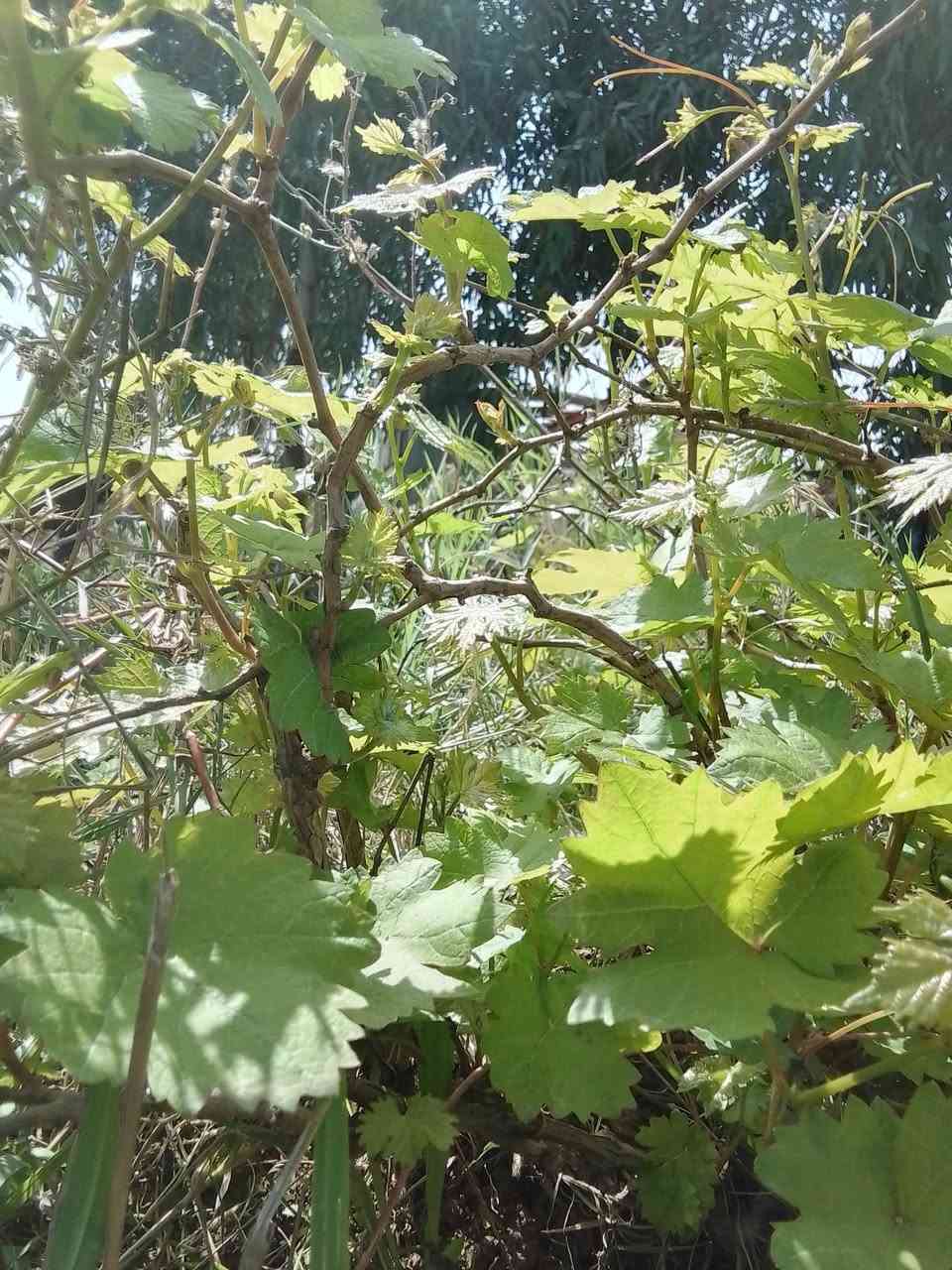 سلام عليكم يوجد لدينا شتلات عنب في كافه الانواع سعر الشتله الفين دينار لتواصل.. ***********
