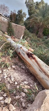 حطب أخضر • حمل كيتين • البغدادي