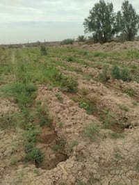 كوت نهاية حي الجهاد • دونم واحد • بيت ٤ غرف