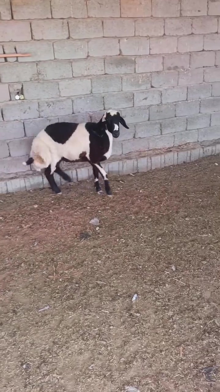 السلام عليكم عمي الجنايه فحل بعده ورجين مبدل سنين
فحل علا كل عيب شرط الكفاز   ماشاء الله
شكه خشانه طرف حلو وين الي يدور بزره حلوه
مكاني التاجي.   *********** ‏‪***********‬‏
