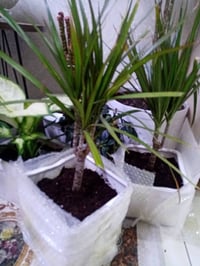 نبات طبيعي • زرع مائي • زرع بالتراب