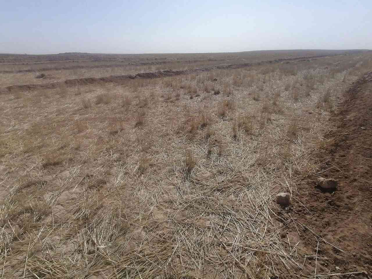 ارض زراعيه للبيع بيها عقدين
مساحتها 300 دونم ارض عدله مابيها ضهره .
موقعها باديه السماوه طريق السلمان قرب سيطره ال بطاح.

تباع معه معداتها البيها 

دفاعه 50 حصان.
بوري ماي حجم 5 انج العدد 82 بوري.

حوض ماء 26 ×26متر مربع وعمقه متر وربع.

بيت متكامل غرفه ومطبخ وبراني.

محوله خاصه للمزرعه250كيفي

حقل دواجن.

نخل العدد 45نخله انواع.

اربع ابار.

للستفسار: ***********
