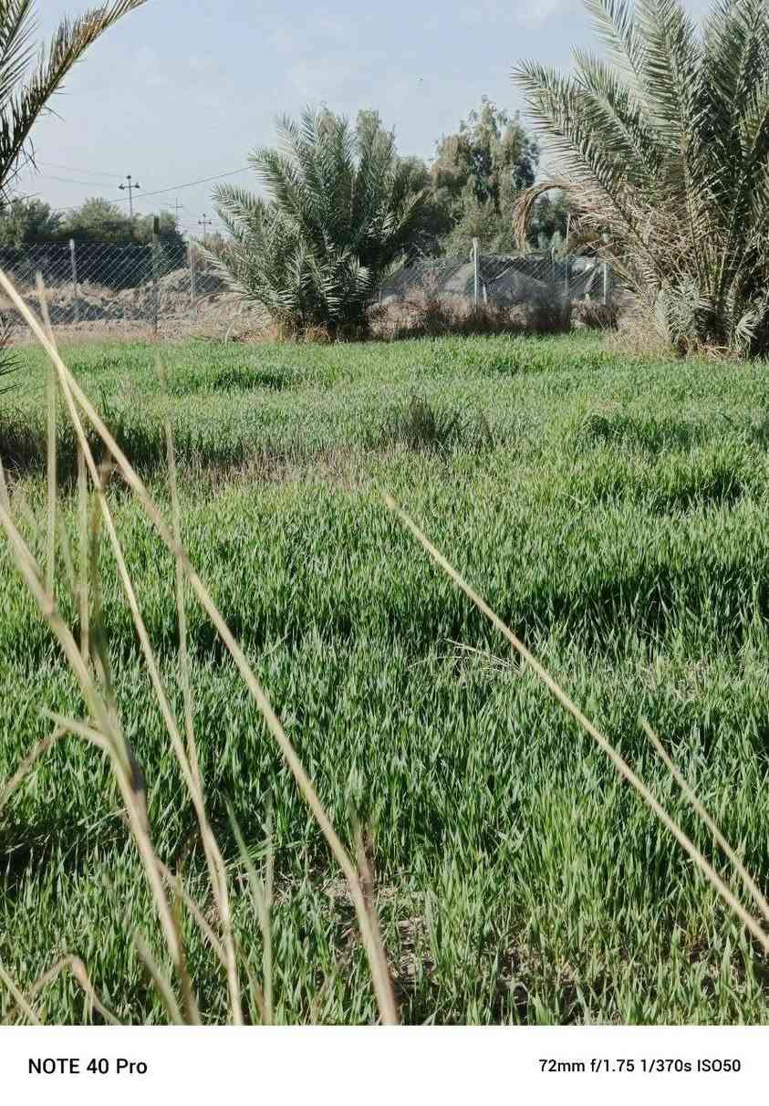 السلام عليكم ارض زراعيه (8دونم) للبيع طابو زراعي سند 25 . مداور مباشر كامل خدمات ماء. كهرباء. تبليط واجها لارض 40م نزال الارض 500م واجها الارض مباشر ع. نهر و. تبليط مكان ديوانيه قظاء الشافعيه منطقه المعمل تبعد عن شارء الرئيسي نجف ديوانيه 2 كيلو (***********)
