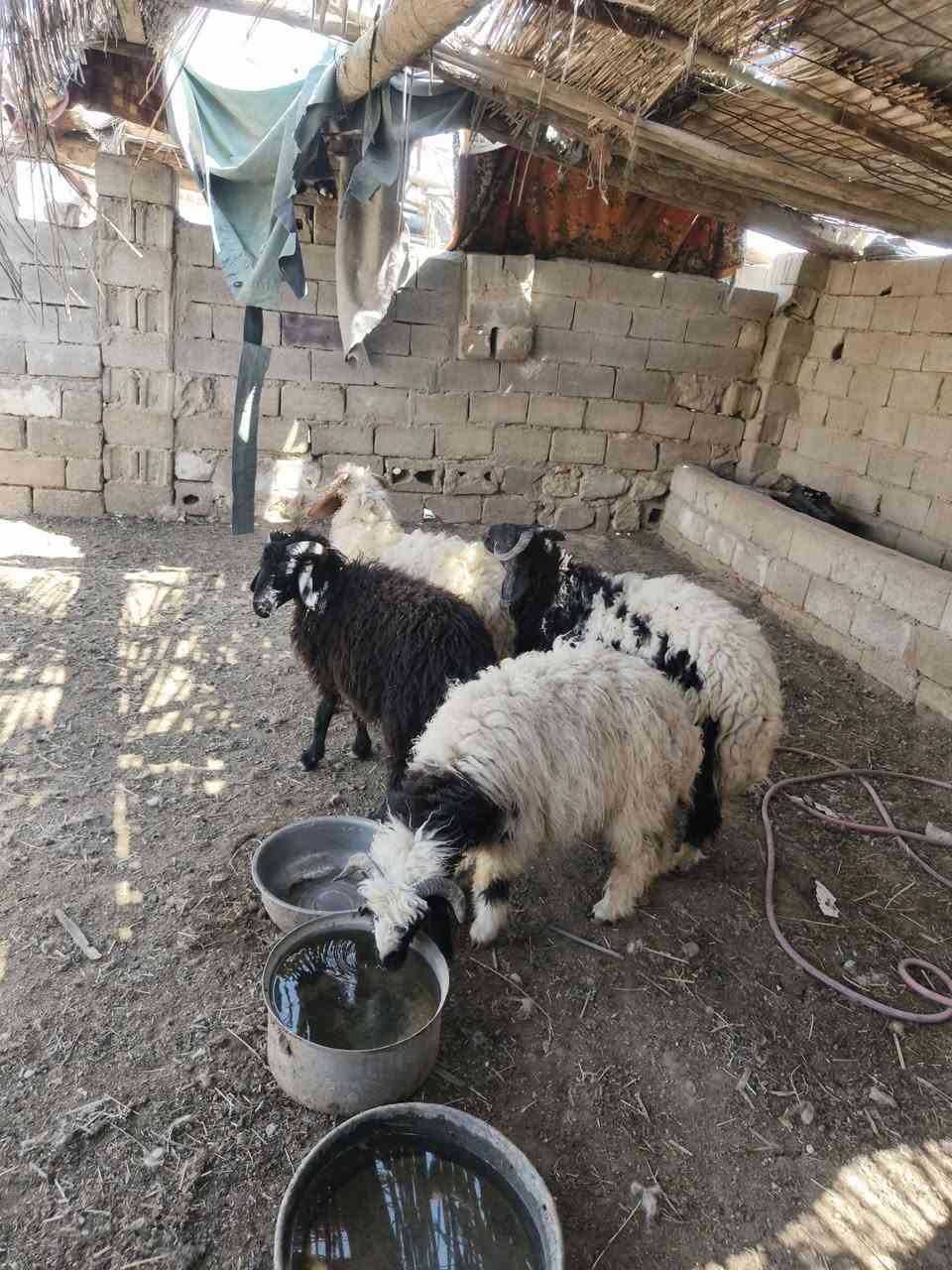 متاح ٤طليان خشنه وشكه طويله سمن حلوات خشنه شرط نصاح حلوات شتريد ترهم كصابه ربط سعر خاص مكان بروانه سنجك يوجد توصيل حسب لاتفاق تم لبيع الله يبارك بيه


**إذا كنت صاحب هذا الإعلان وتريد حذفه لأي سبب، رجاءا أرسل رسالة إلى الدعم الفني**