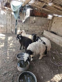٤ طليان • شكه طويله • بروانه سنجك