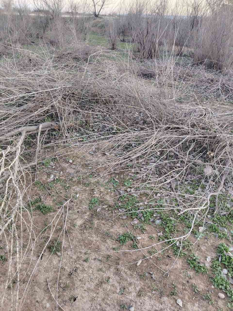 اسلام عليكم يوجد حطب اليريد يجي ياخذو كلهن يتصل على ارقم *********** الحطب يرهم مال تنور ملاحضه الحطب مگصوص
