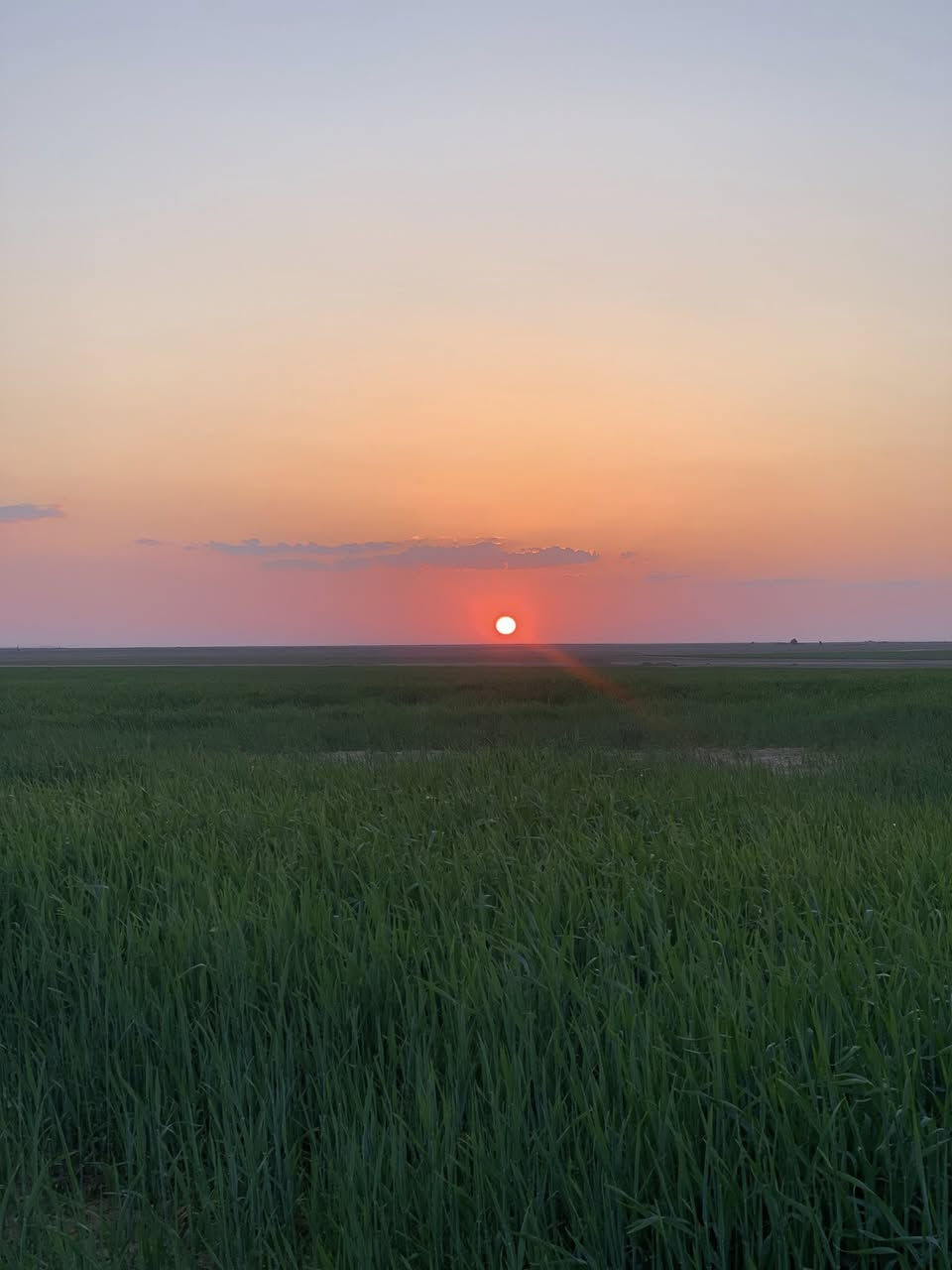 السلام عليكم ارض زراعيه للبيع جزيرت مكيشيفه غطاسات ٢ بحيرات عدد ٢ كهرباء واصله استفسار ***********
