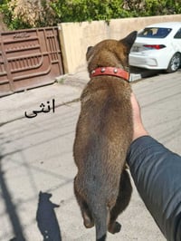 انثى دارك و فحل ستاندر انثى عمر شهرين وفحل شهر ونص  نقاوة 100% صحة جيد...