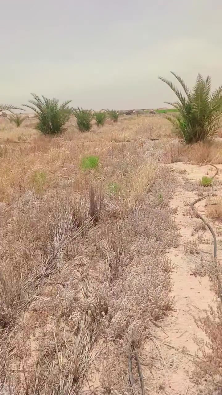 فسائل ملون بريم برحي بلكه العمر 3 سنوات قلع بطينته مكان كربلاء ***********
