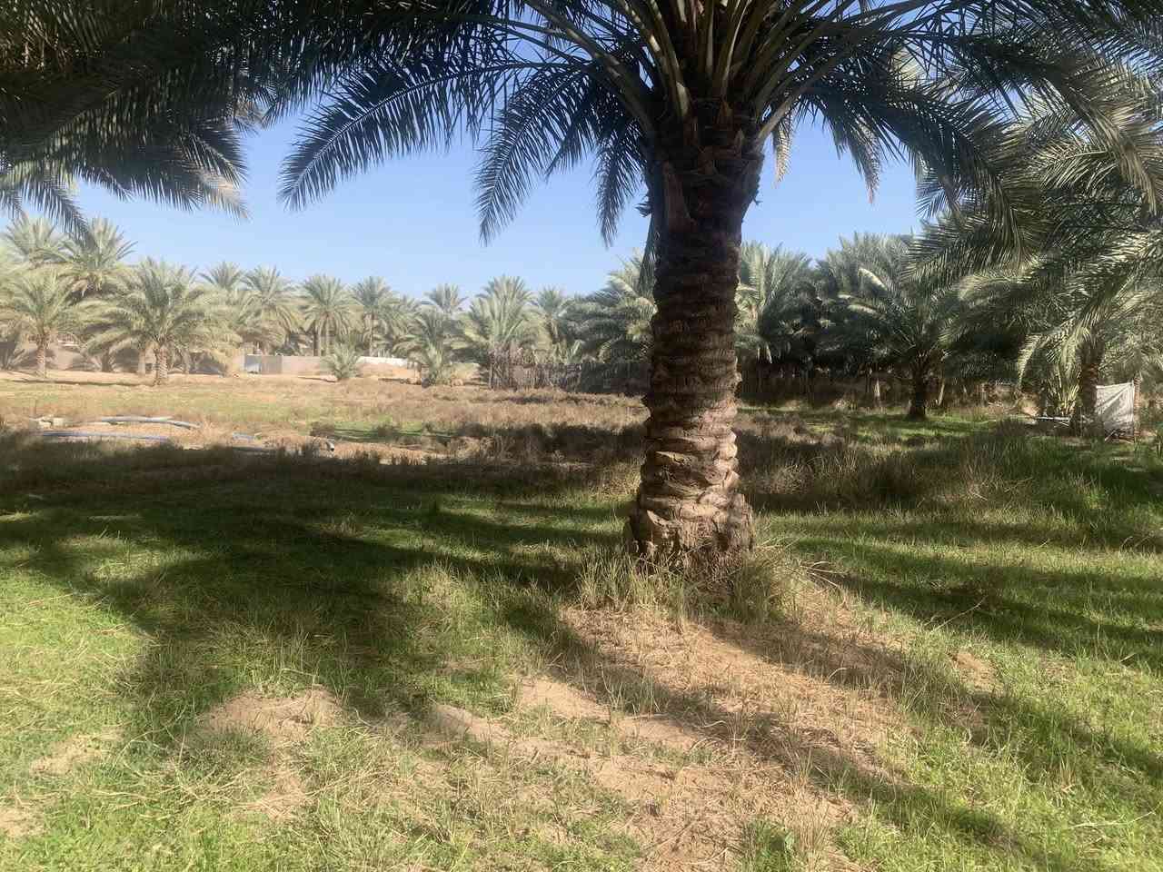 السلام عليكم البيع دونم الوجهة 47 متر سند 25 قرب حولي جديد مال بغداد قريب على مجمع رحمان سعر 220 وبي مجال استفسار رقم ***********
