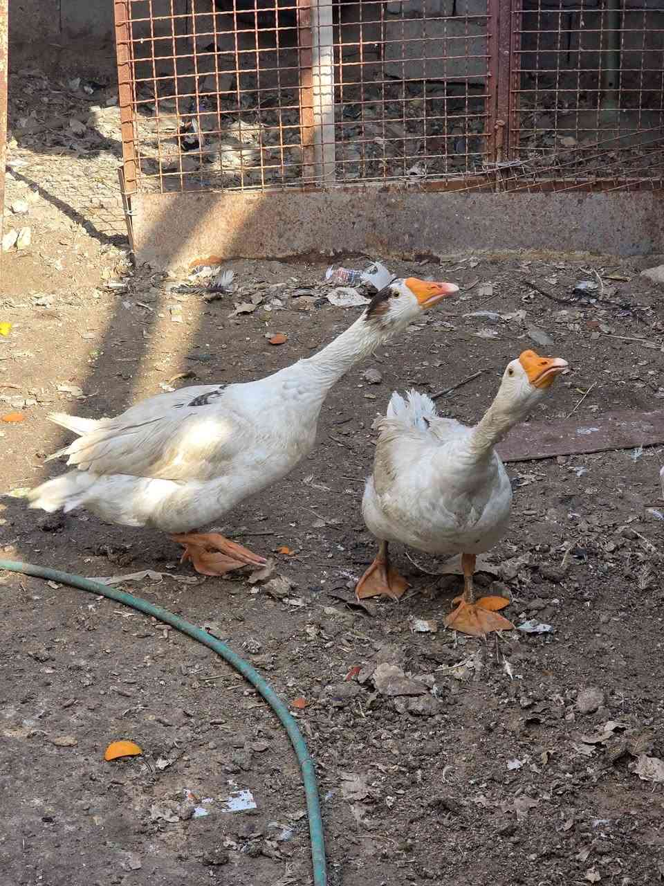 بطوط للبيع سعر 45 الف


**إذا كنت صاحب هذا الإعلان وتريد حذفه لأي سبب، رجاءا أرسل رسالة إلى الدعم الفني**