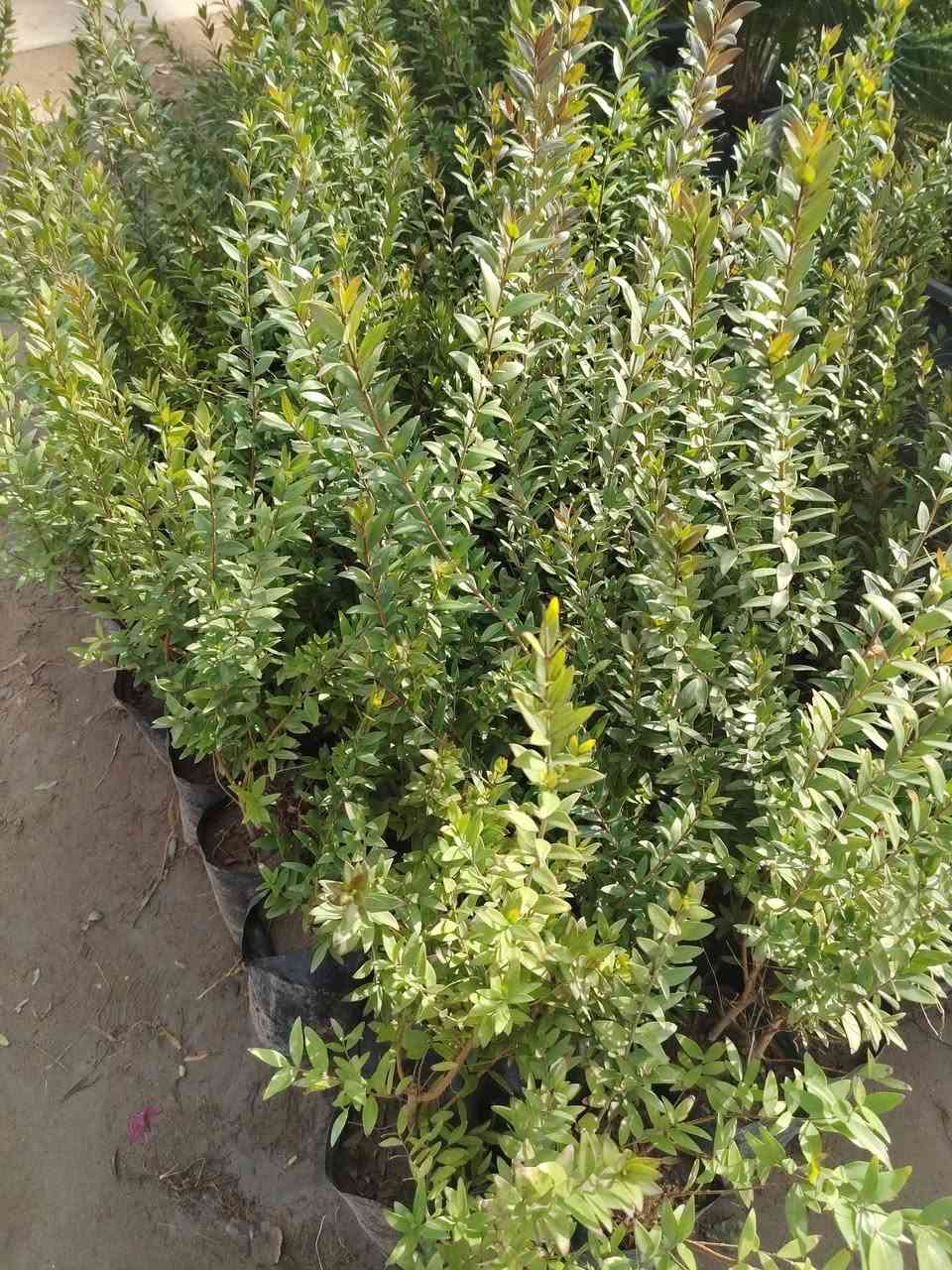 سلام عليكم خوان يوجد كوادر تشجير وتنظيف حدائق كل مساحات بأسعار مناسبه هاذه رقمي متواجد داخل بغداد ملاحضه أي شي تردون موجود هاذه رقمي نتصل دللون ***********/***********/عبدالله
