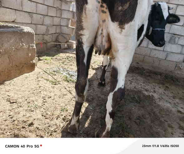 متاح بقره عشار ٦ تشهر بكعا نضيفه مكفوله بعد الولاد على كل عيب بعدها بجر والده بطن شرط شيرات الحليب بثمها وبسعر ١٧٠٠ وهلا بشراي اتصل *********** صلاح الدين الشرقاط قريه الخضرانيه
