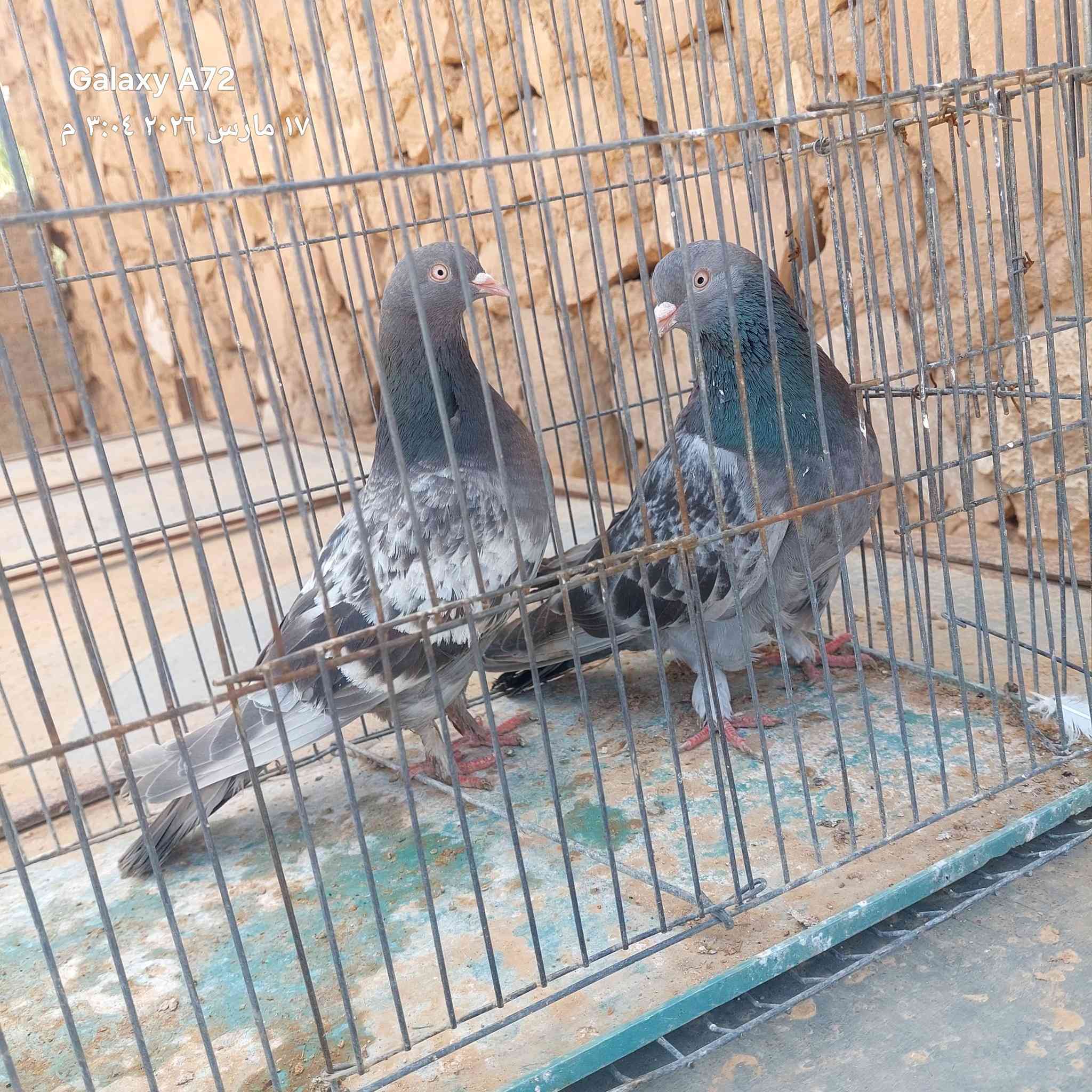 متاح زوج رماديات ودجاجة وديج للبيع
المكان بني داهر 
للاستفسار اكثر على الخاص


**إذا كنت صاحب هذا الإعلان وتريد حذفه لأي سبب، رجاءا أرسل رسالة إلى الدعم الفني**