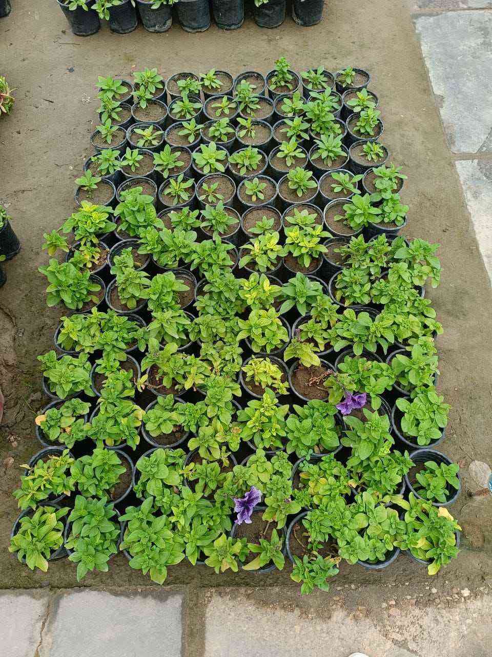 مشتل الروان الشطره, ذي قار


**إذا كنت صاحب هذا الإعلان وتريد حذفه لأي سبب، رجاءا أرسل رسالة إلى الدعم الفني**