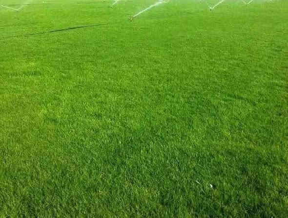 متوفر حجز مزرعتي زعفرانيه مطله ع نهر دجله  مزرعه دجله الخير متوفر
الخميس مسائي 
جمعه مسائي 
***********
