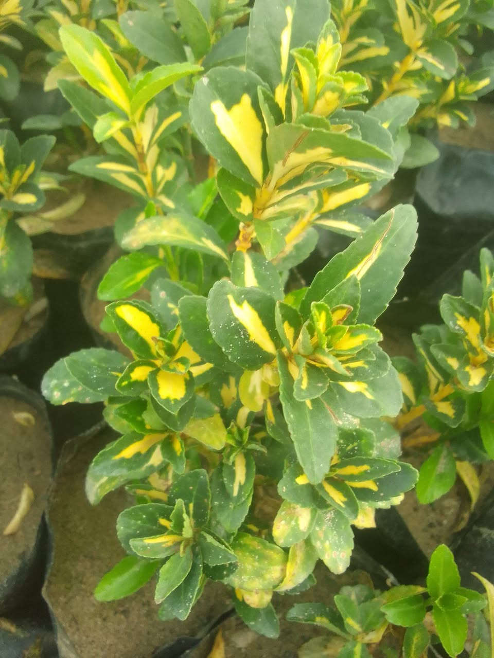 6 شتلات شمشار ب5
التوصيل داخل بغداد فقط 
للطلب*********** واتساب
