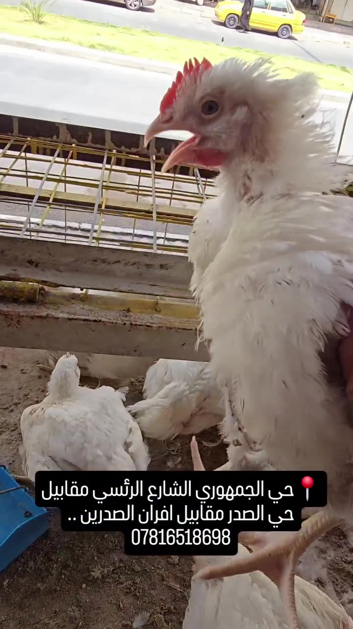 محل مومل طالب لبيع الدجاج الحي
يوجد دجاج مقطع
صدر رجاج بدون عظم
جنح دجاج
فخذ دجاج 
كبده وحواصل منضف
عنوان المحل حي الجمهوري الشارع الرئيسي ماقابيل اسواق الغدير . ***********
