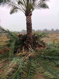 مرخصت الأدمن يوجد كادر تكريب نخل جميع المحافضات 07881280549