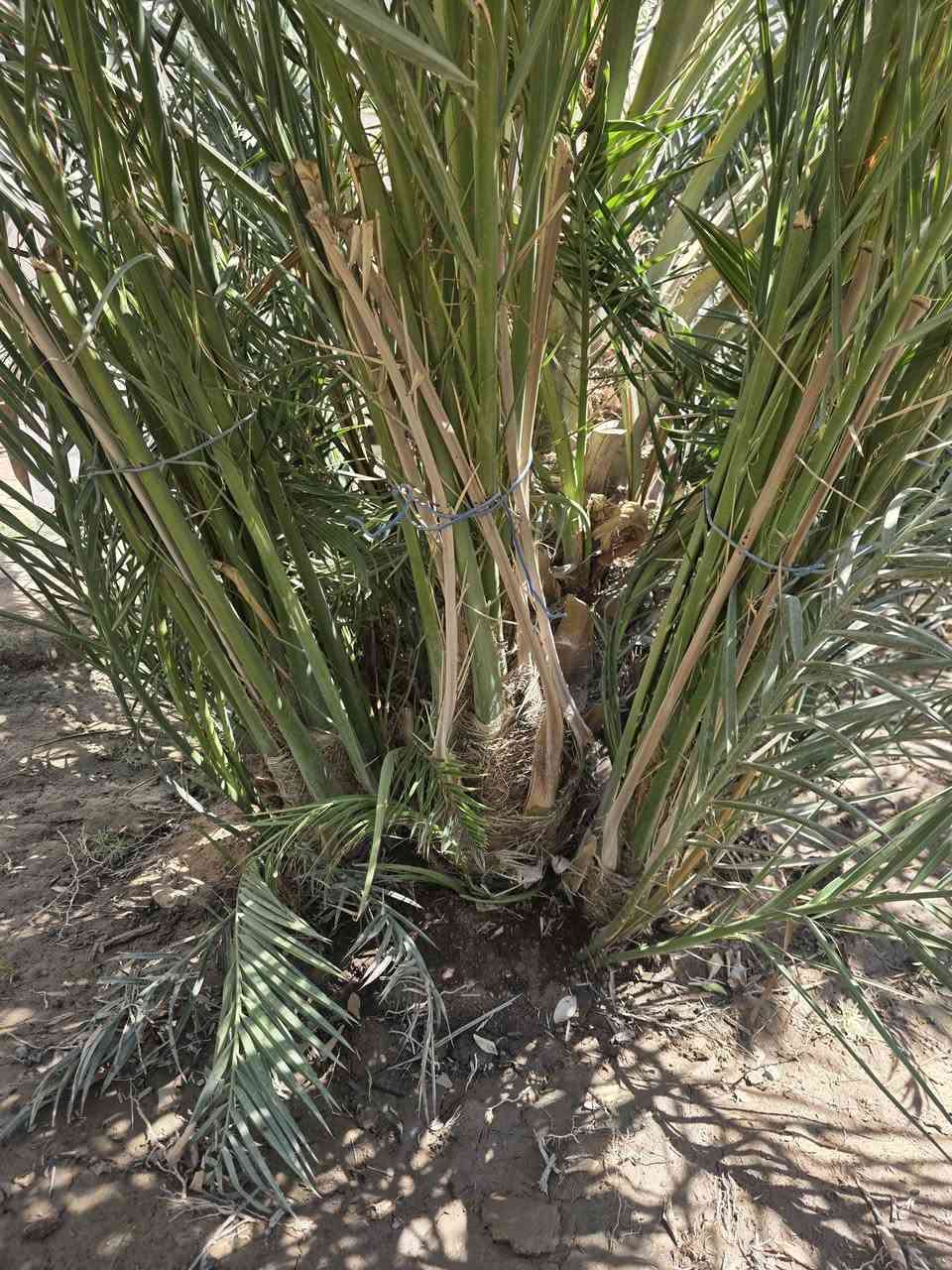 يوجد فسائل مجدول للبيع بعدهم بمهم الاحجام مختلفه كما موضح بالصوره العدد 10 فسائل.. تريدهم شلعه او مفرد  بكيفك السنه الفاتت كانت حماله خير من الله والتمر ماله موضح بالصوره   حجم ونظافه وتجي وشوف بعينك 
مكاني بصره_قضاء المدينه_ناحيه الأمام الصادق_بني منصور_شارع العلم
السعر 100 الف للفسيله الواحده
وذا تاخذهم كلهم 75 الف للفسيله الواحده
للأستفسار اكثر تواصل معي وتساب
*********** البصرة, العراق
