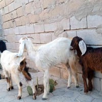 ٣ نثايه • خيل شامية • البصرة زبير