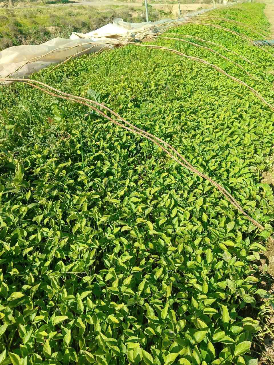 يوجد لدينا باتجان وفلفل بيهة ضمان في ناحية سلام ‏‪***********‬‏
