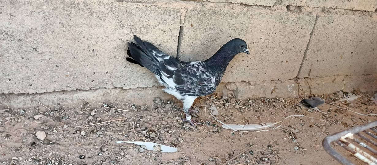 سلام عليكم حمام زواجل وبيتنجانيه للبيع اكثر التفاصيل خاص ويرهم مراوس بطيور حب او بلابل اليفه او فناجس او وصاويص  وتفاصيل خاص


**إذا كنت صاحب هذا الإعلان وتريد حذفه لأي سبب، رجاءا أرسل رسالة إلى الدعم الفني**