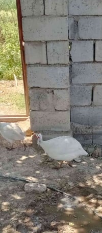 بيع خاص