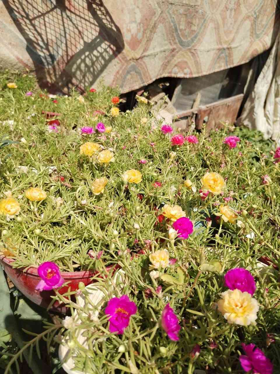 تزهير اليوم السبت ١٨ /٧ /٢٠٢٦ ورد الصباح العراقي الوان لطلب والحجز واتساب
*********** السماوه أو مراسلة الصفحه يوجد خدمة توصيل طلبات داخل السماوه ولكافة المحافظات لباب البيت أنواع البذور الاستوائية النادره

