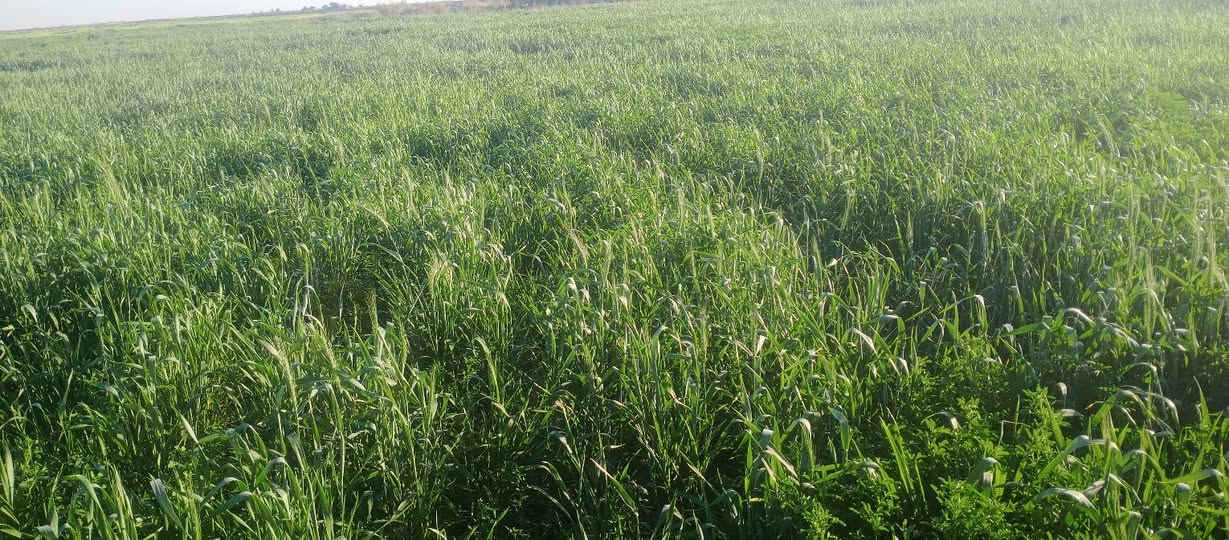 سلام عليكم توجد شروه 12دونم
حشيش جت وحنطه المكان الرفاعي طريق سيد احمد 
للتواصل ***********
