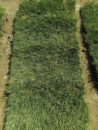 ثيل هندي • شارع كوفه نجف • حي العداله