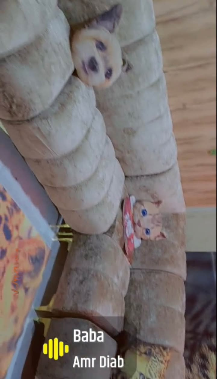 السلام عليكم تخم 10 مقاعد سعره 400 وبي مجال مكانه البياع بغداد, العراق


**إذا كنت صاحب هذا الإعلان وتريد حذفه لأي سبب، رجاءا أرسل رسالة إلى الدعم الفني**