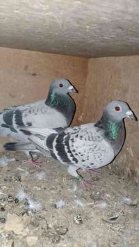 متاح • بغداد • متفرقات