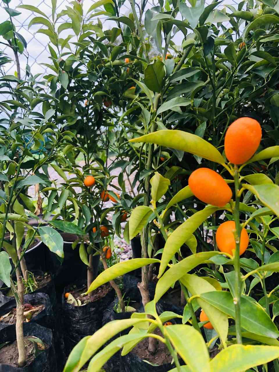 يوجد أشجار كافة الحمضيات ليمون +برتقال +يوسفي+برتقال بصراوي الاسعار من 3000الى 1250
العنوان قرية الذيبانية نعتذر عن الحجز والدين ***********
