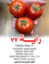 طماطه • مقاومة الفيروس • النجف الحيدرية