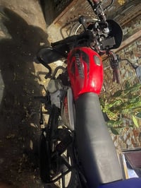 بوكسر • جبلي • حمره