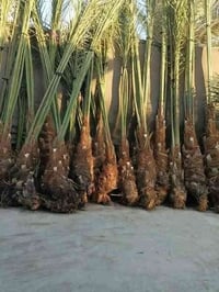 يوجد لدينا فسال برحي أو مكتومي أو جبجاب او بريم أو بلكه أو جبجاب او قر...