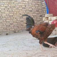 ديچ ابو رگيبه • مكاني الفهود