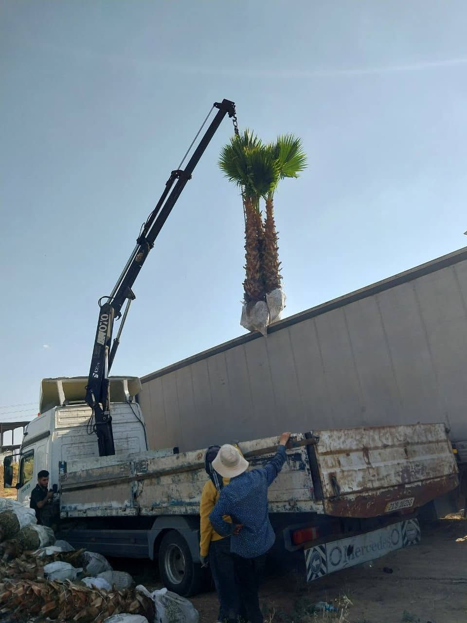 🌴 متوفر الآن نخيل واشنطونيا بأحجام مميزة 🌴
متوفر نخيل واشنطونيا بطول ساق 2 متر و3 متر (الساق فقط)، بجودة عالية ومظهر جميل مناسب للحدائق والمشاريع والمجمعات السكنية. وبأسعار تنافسية 💵 💲 
✅ جاهزون لتجهيز المجمعات السكنية والمشاريع بكميات كبيرة.
📞 للاستفسار والطلب: ***********
