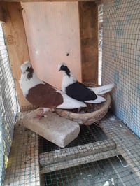 زوج ارافل • زوج شوامل • طارمية البانزيخانة