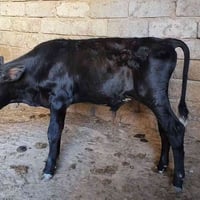 جوز • هولندي اصلي • شرقاط قريه