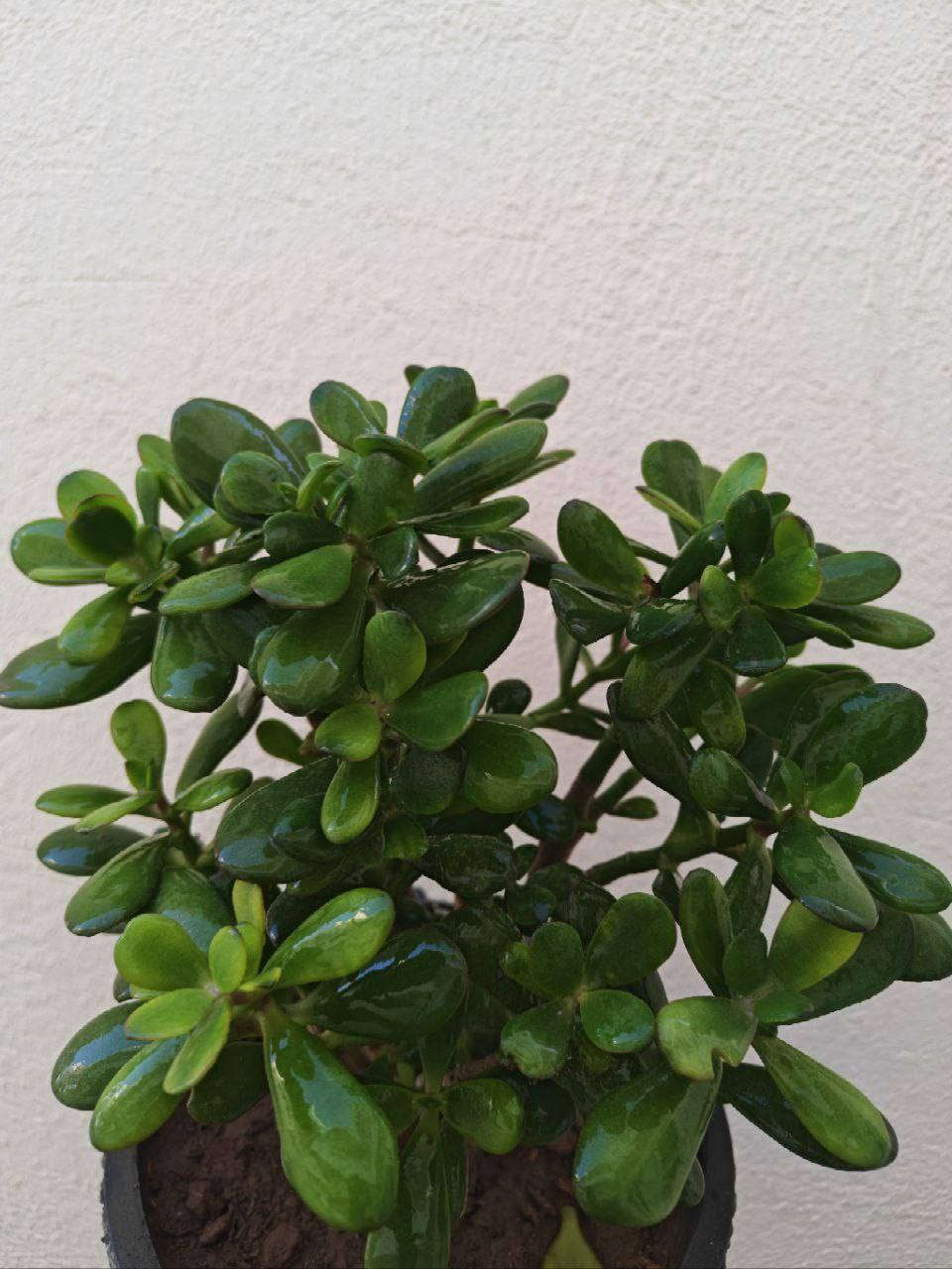 🌿 اختار نبتتك… والباقي علينا 🌱
الاسعار خاص


**إذا كنت صاحب هذا الإعلان وتريد حذفه لأي سبب، رجاءا أرسل رسالة إلى الدعم الفني**