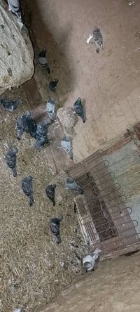 مخالف • زواجل • للبيع