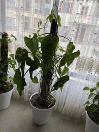 سليماني • مرجوحه • للبيع