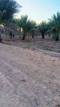 ياالله  للبيع دوانم في بغداد منطقه الراشديه  تبعد عن مركز ناحيه 10دقيا...